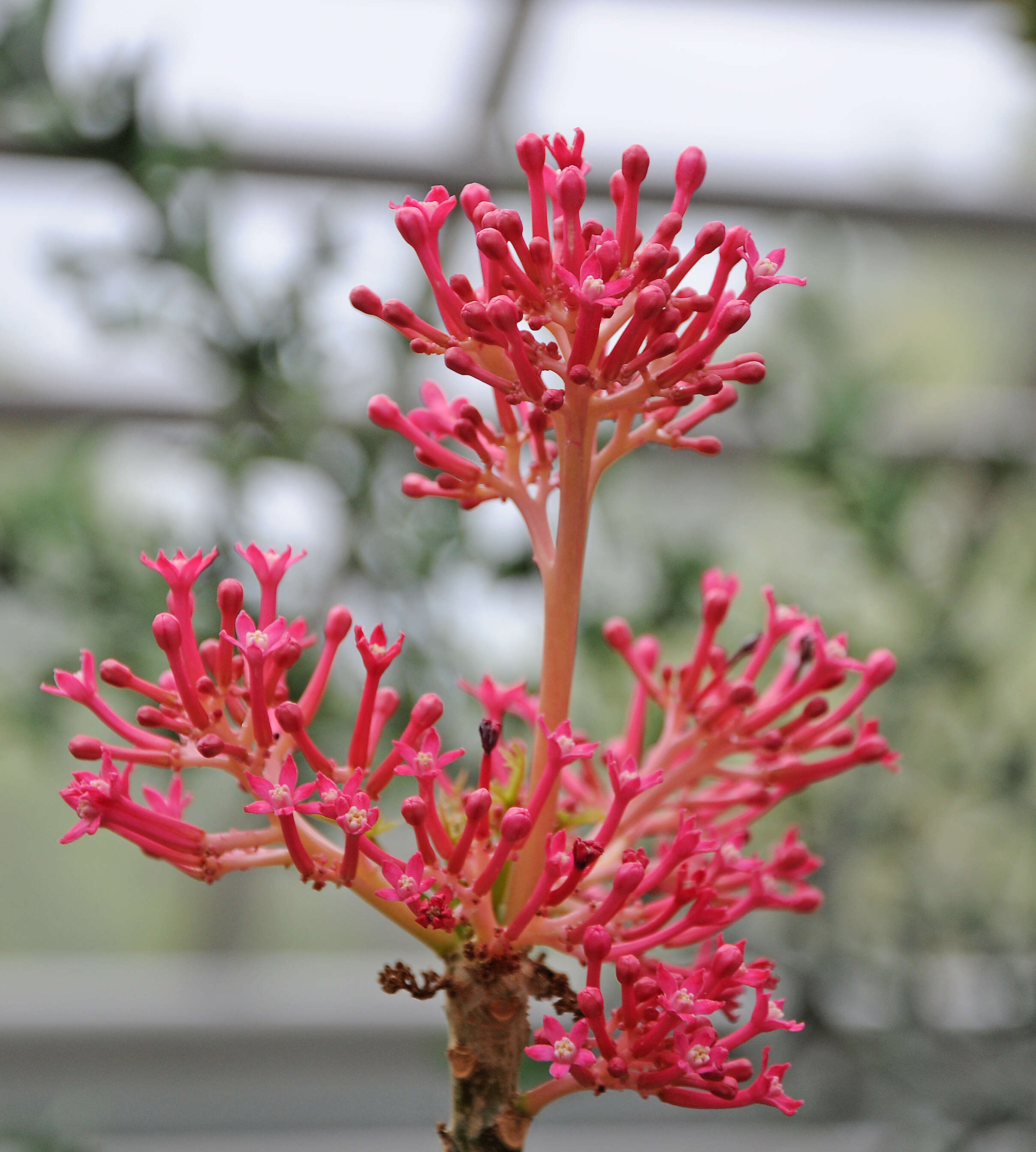 Image of Vasconcellea parviflora A. DC.