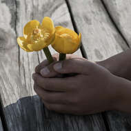 Image of waterlilies