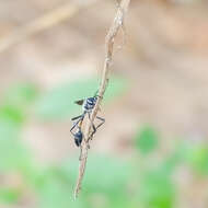 Image de Ammophila W. Kirby 1798