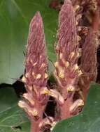 Image of ivy broomrape