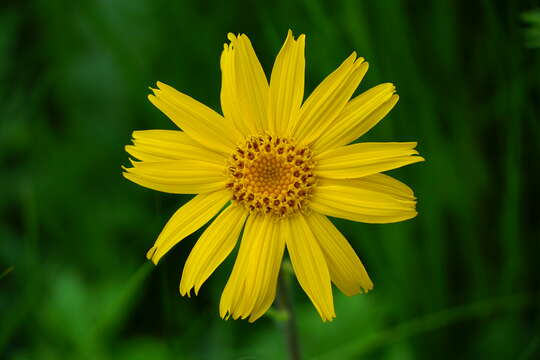 Image of mountain arnica