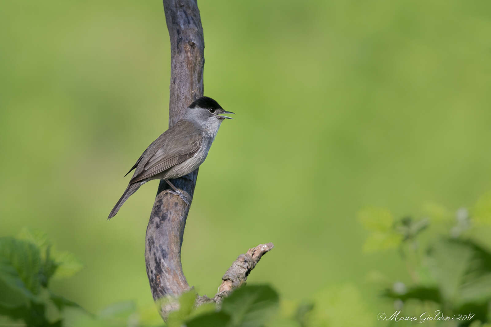 Image of Blackcap