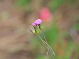 Image of lilac tasselflower