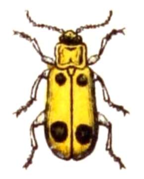 Image of Phyllobrotica