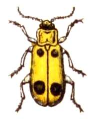 Image of Phyllobrotica