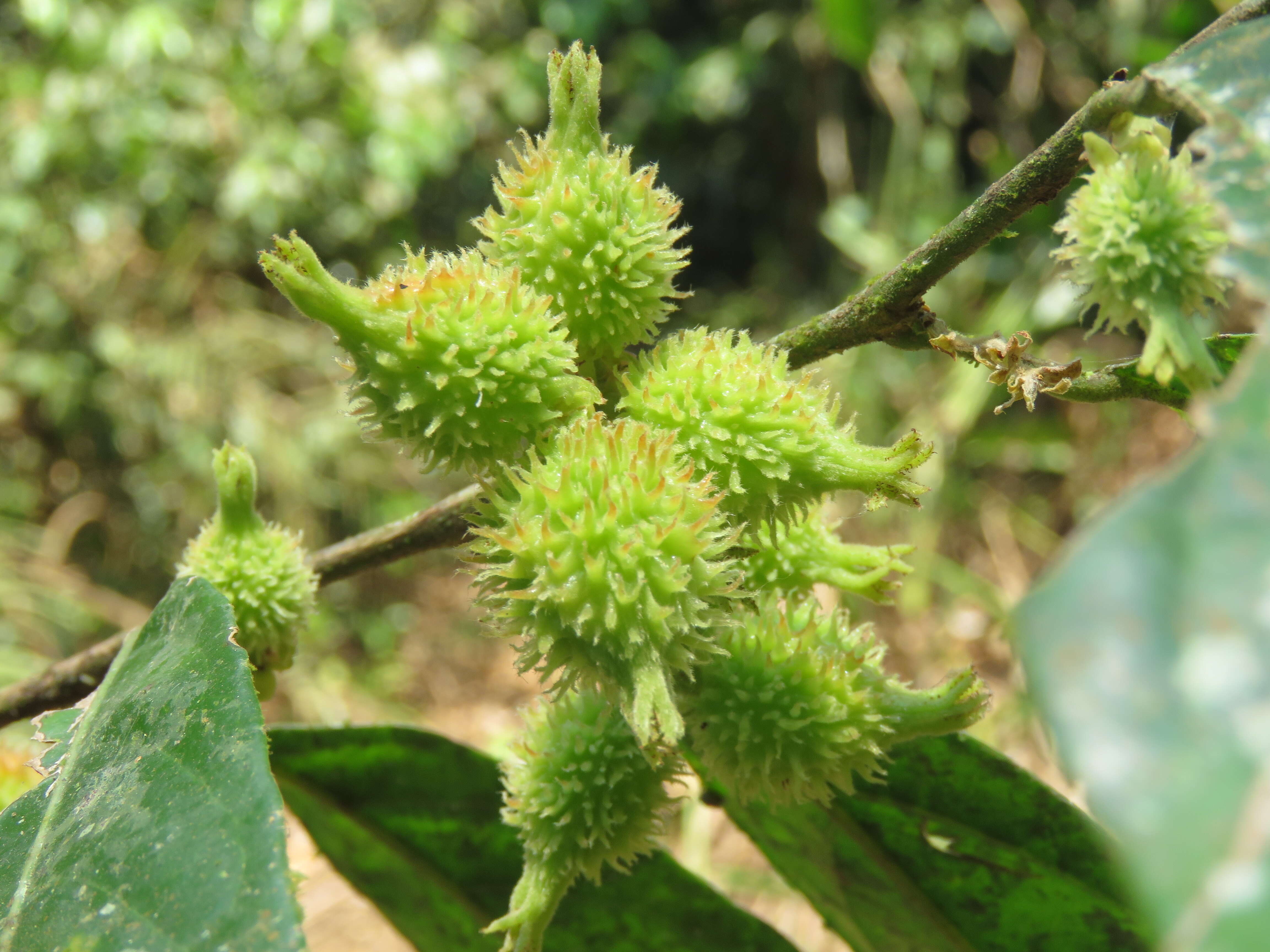 Image of Aporosa bourdillonii Stapf