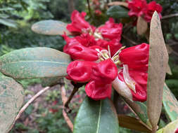 صورة Rhododendron facetum I. B. Balf. & Kingdon-Ward