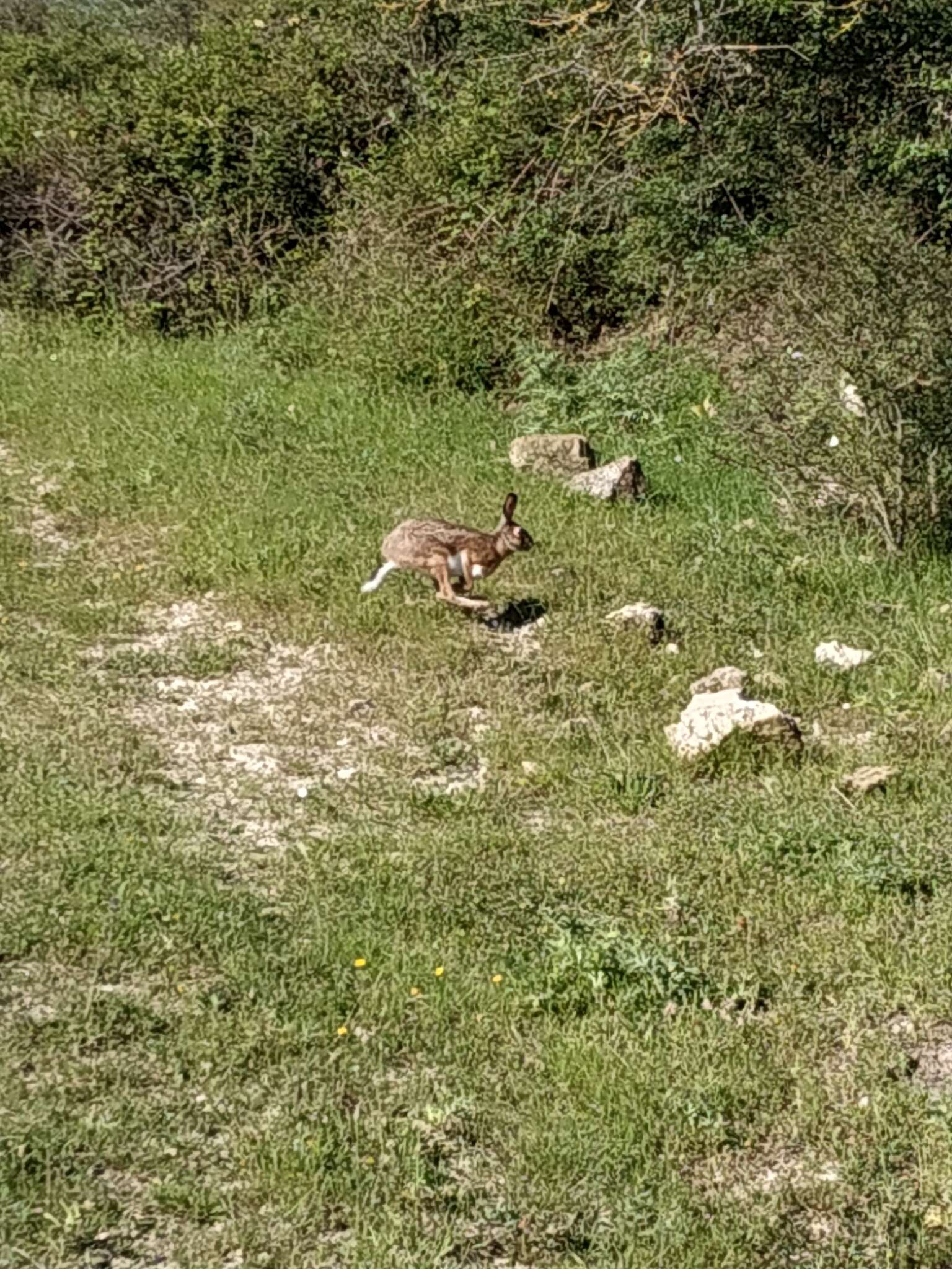 Image of APPENINE HARE