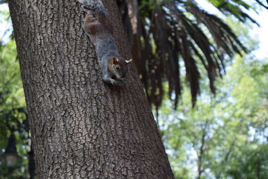 Image of Bushy-tailed Olingo