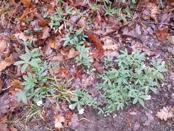 Image of White Cinquefoil