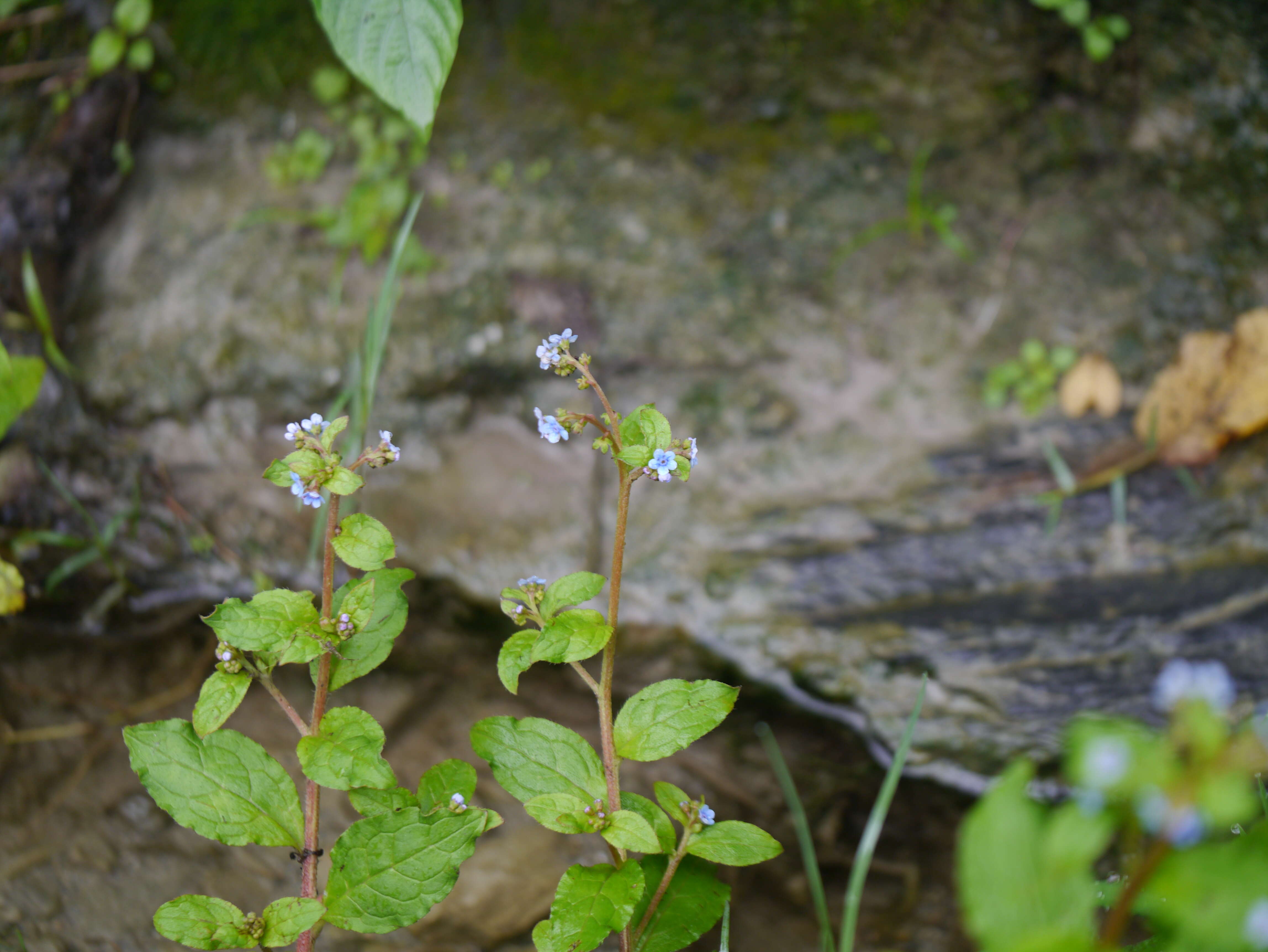 Image of Ceylon hound's tongue