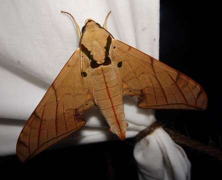 Image of Ambulyx sericeipennis Butler 1875