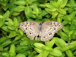 Plancia ëd Junonia atlites Linnaeus 1763