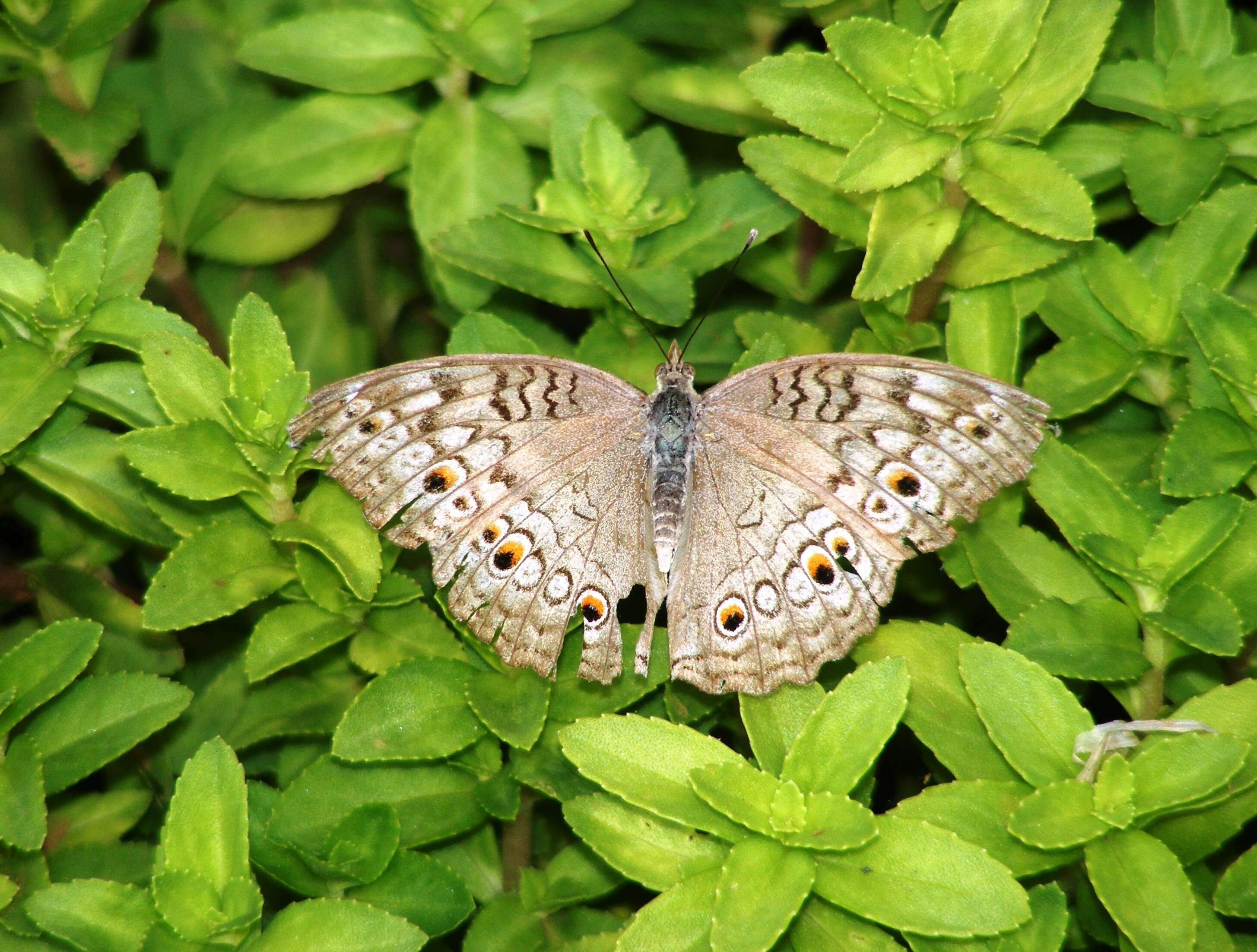 Plancia ëd Junonia atlites Linnaeus 1763