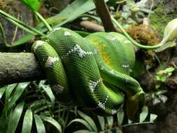 Image of Emerald Tree Boa