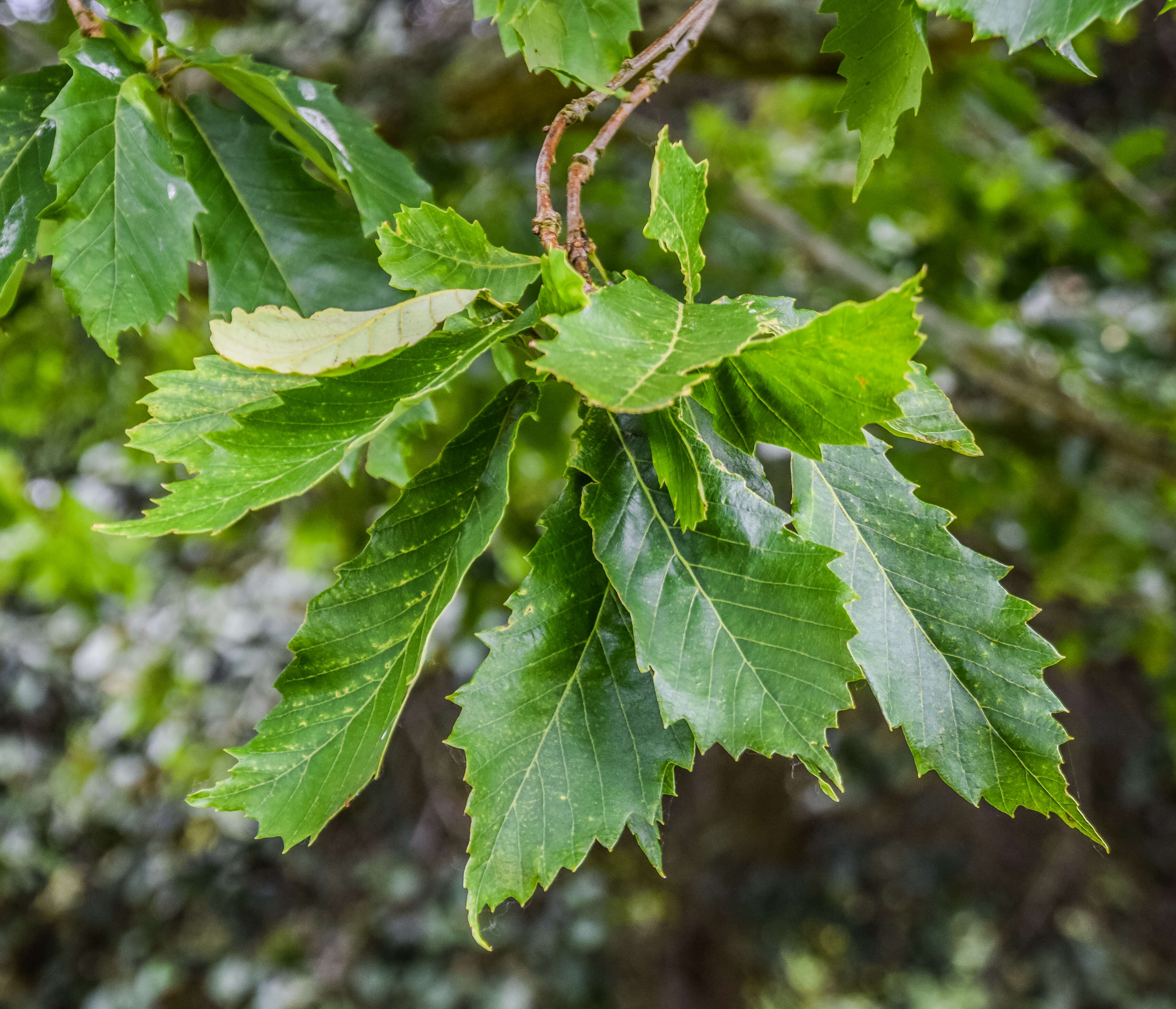 Quercus griffithii Hook. fil. & Thomson ex Miq. resmi