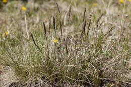 Image de Poa fendleriana (Steud.) Vasey