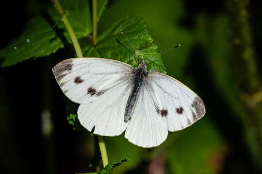 Image of cabbage butterfly