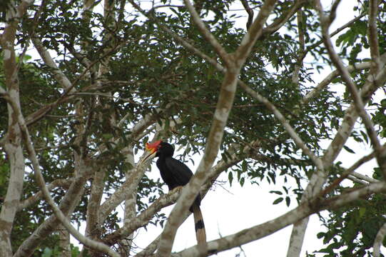 Image of Rhinoceros Hornbill