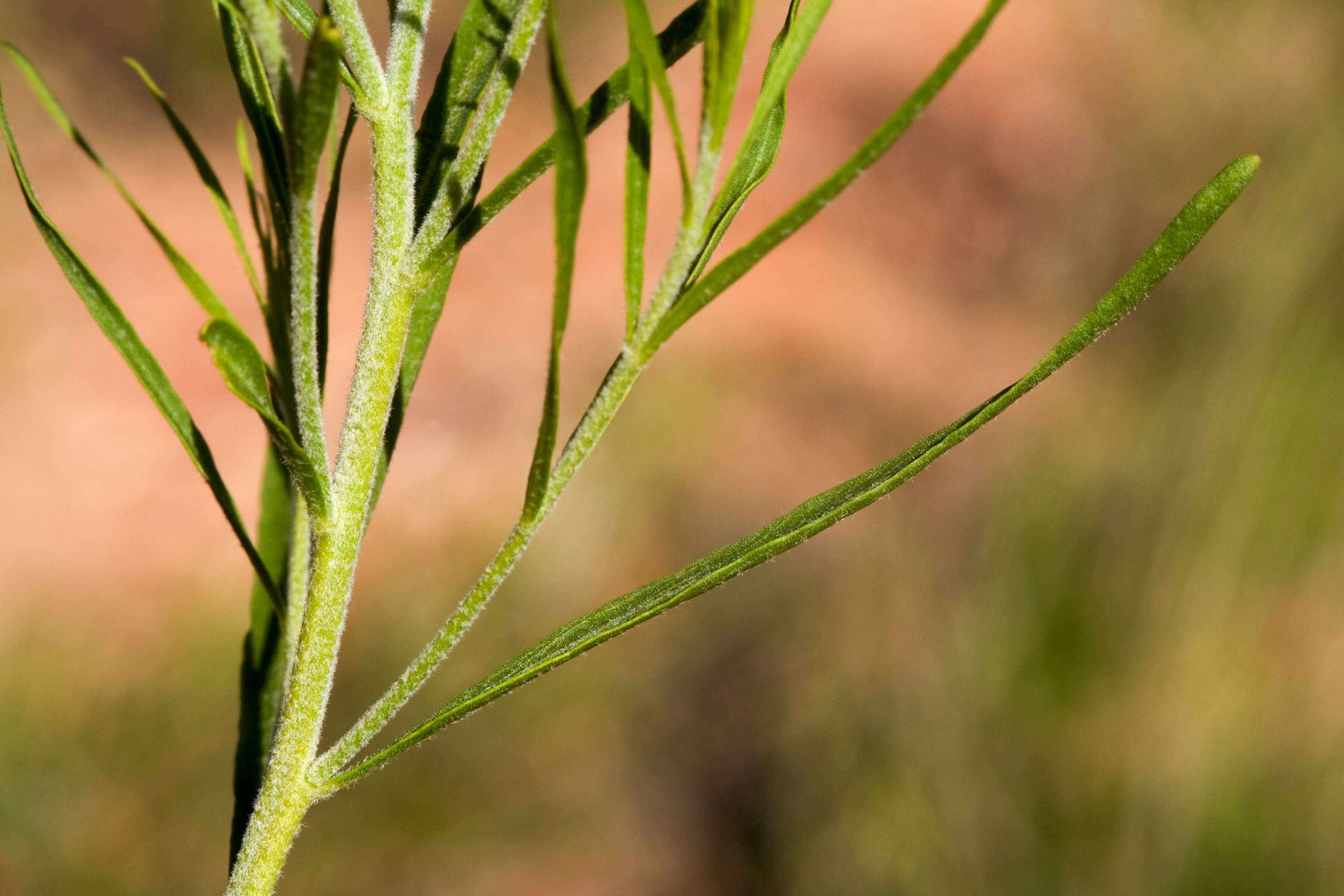 Image of woolly bluestar