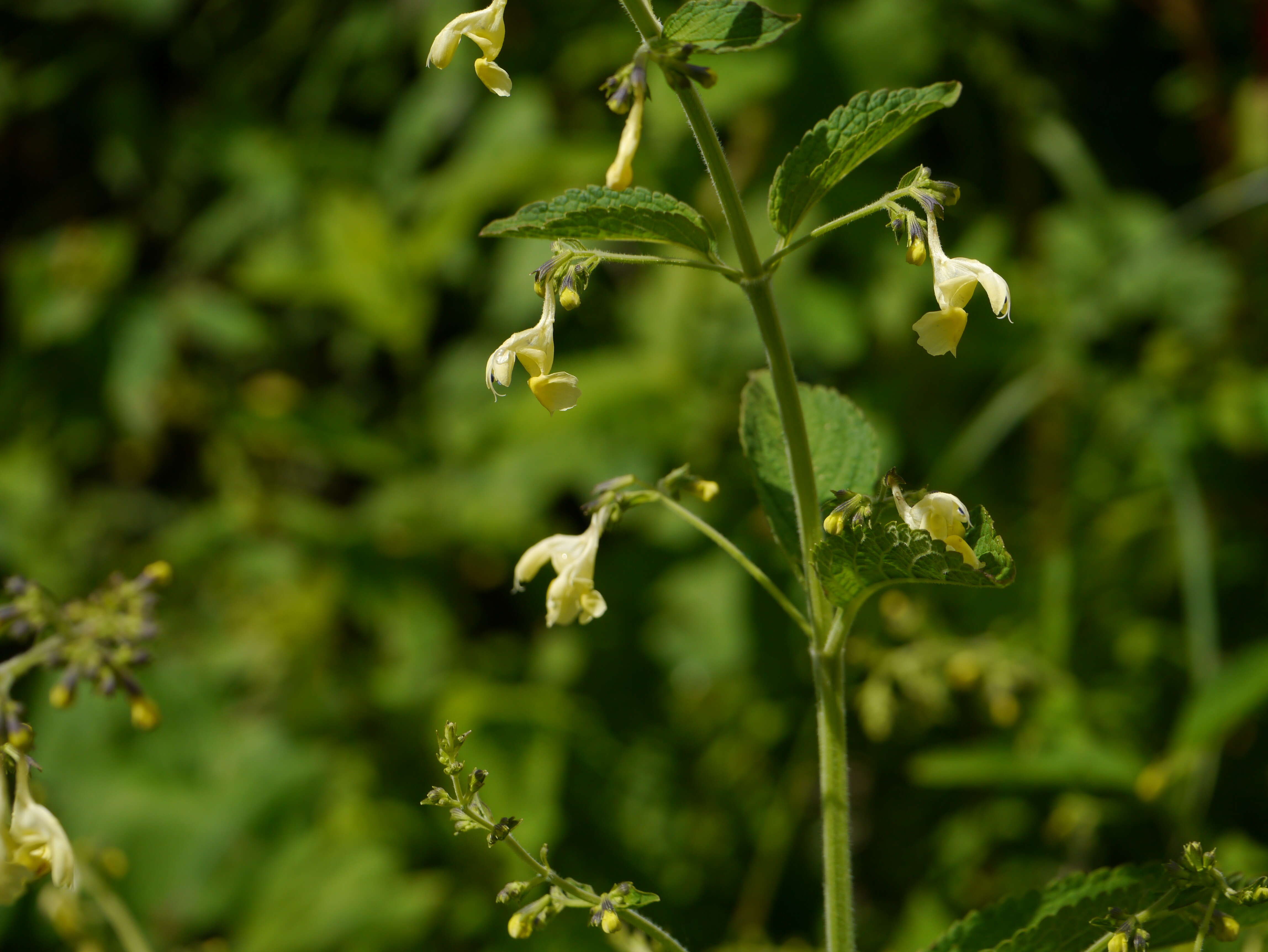 Plancia ëd Nepeta govaniana (Wall. ex Benth.) Benth.