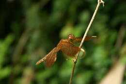 Image of Black Stream Glider