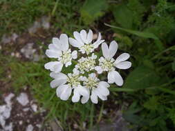 Orlaya grandiflora (L.) Hoffm. resmi