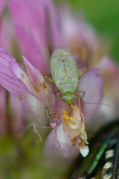 Image de Plagiognathus chrysanthemi (Wolff 1804)