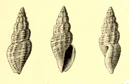 Imagem de Mangelia pontyi (Dautzenberg 1910)