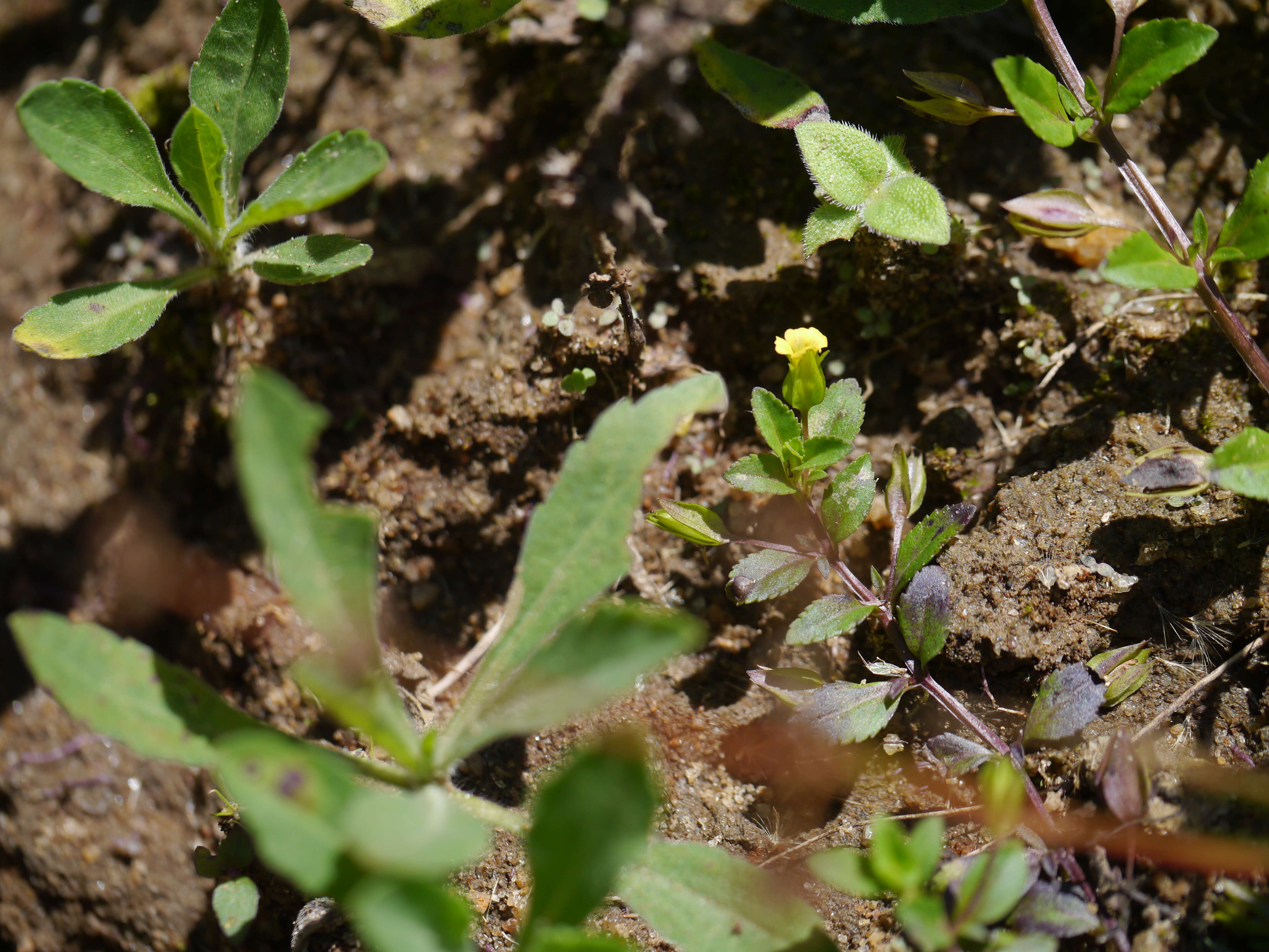 Mecardonia procumbens (Mill.) Small resmi