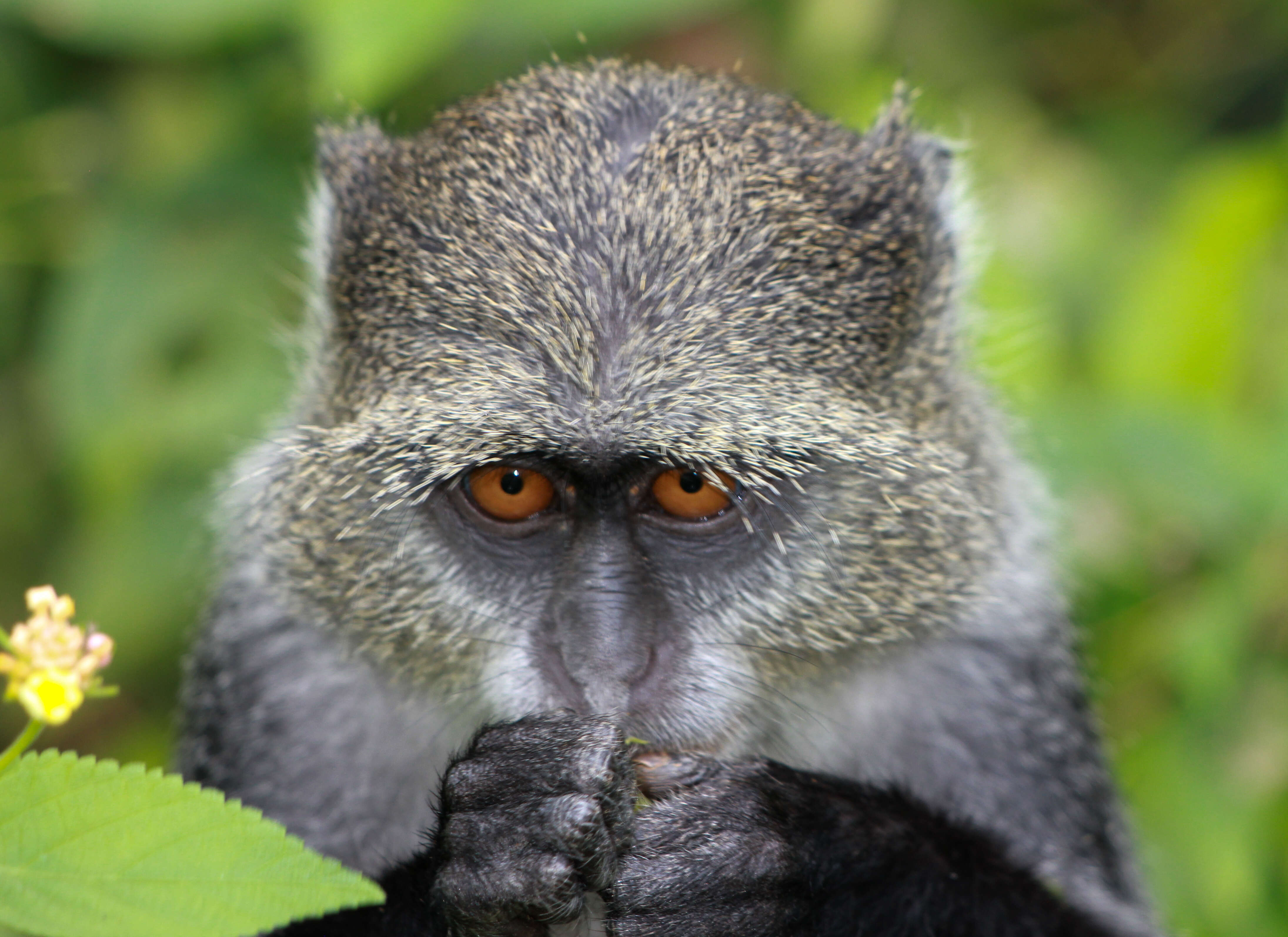 Слика од Cercopithecus mitis albogularis (Sykes 1831)