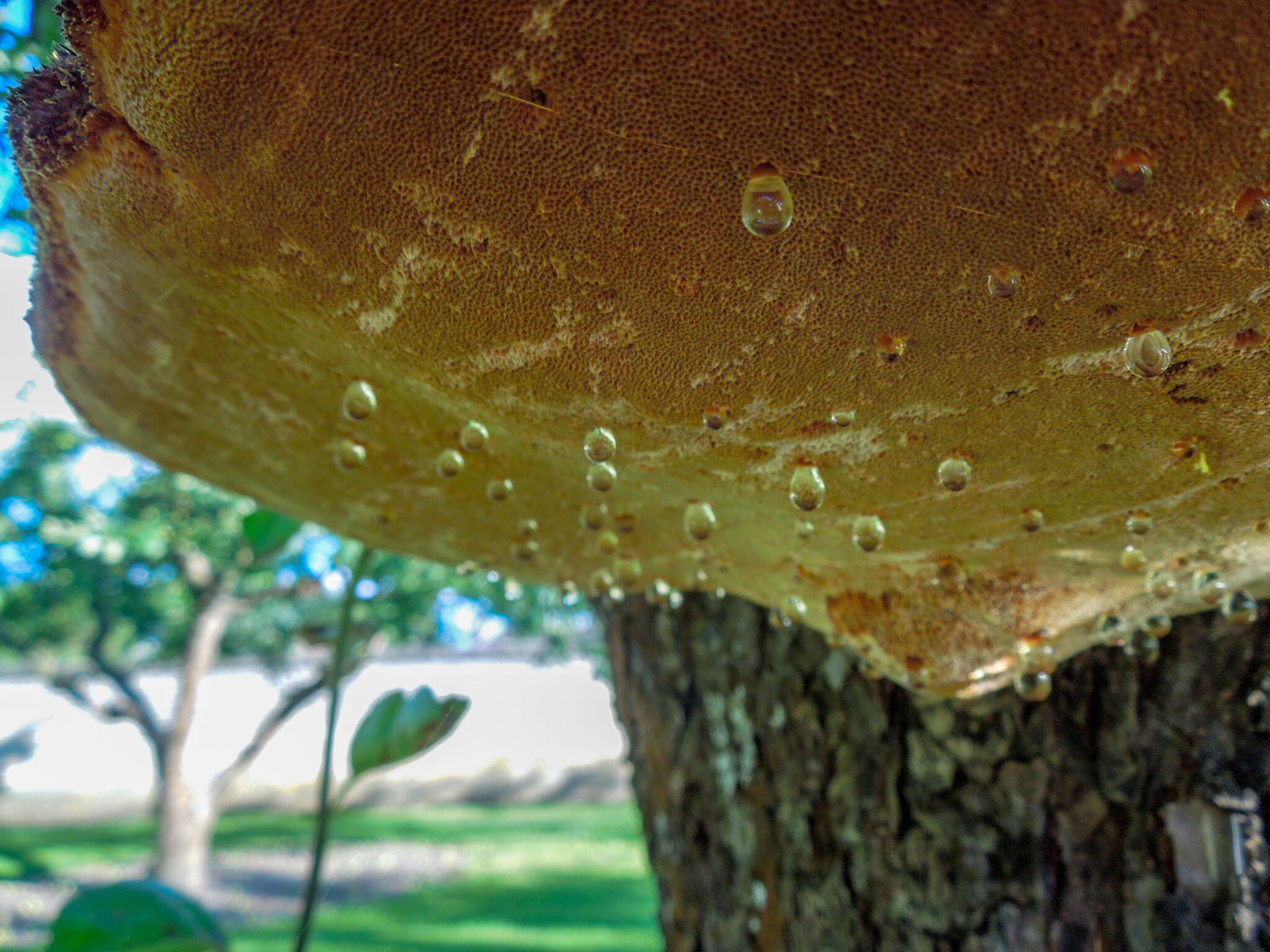 Image de Polypore hérissé