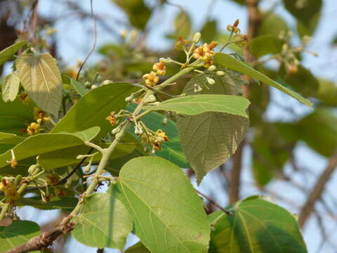 Image of Grewia tiliifolia Vahl