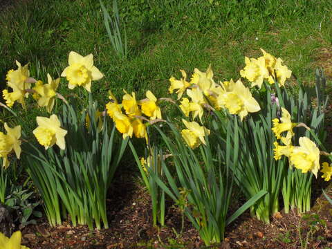 Image of jonquil