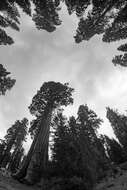 Image of giant sequoia