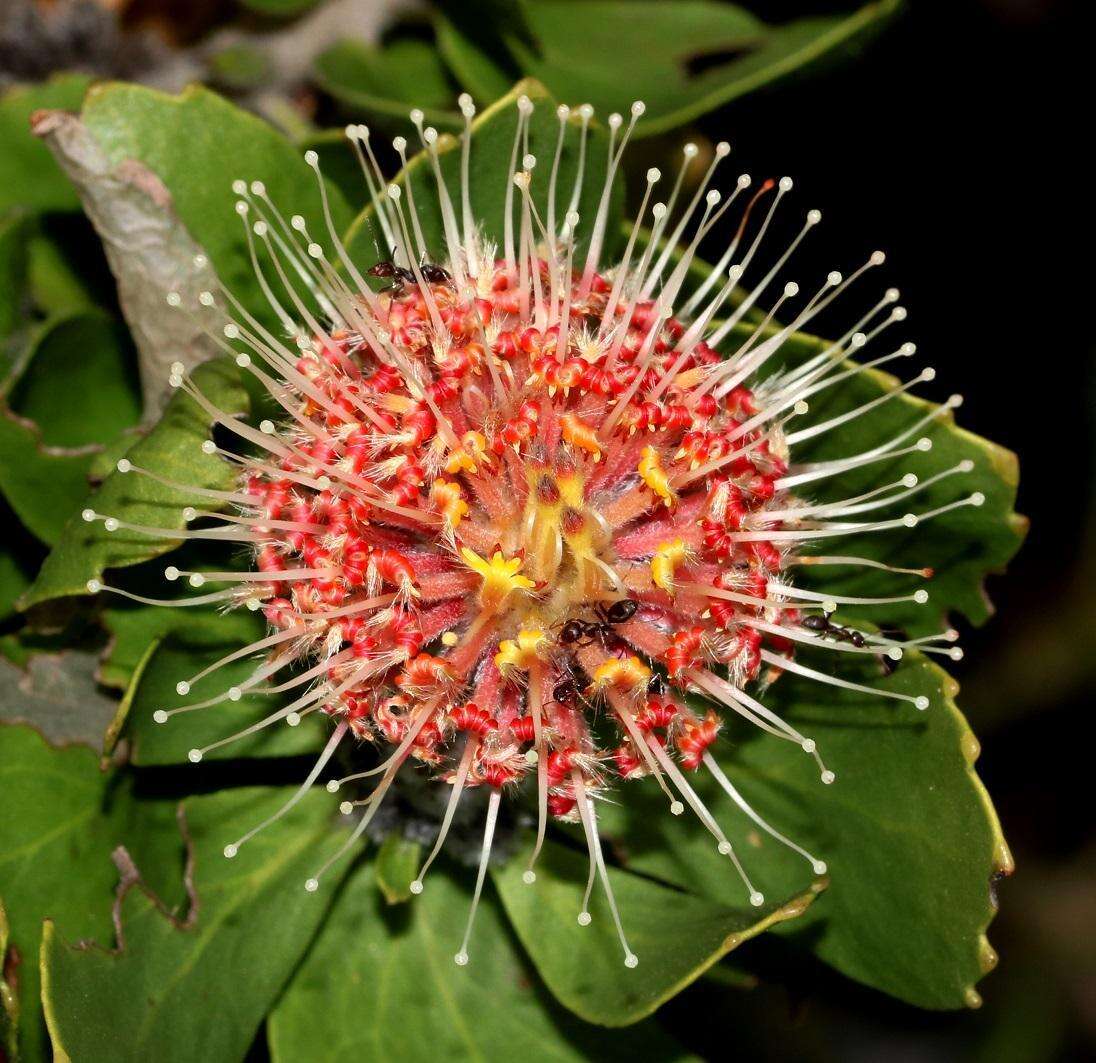 Plancia ëd Leucospermum winteri J. P. Rourke