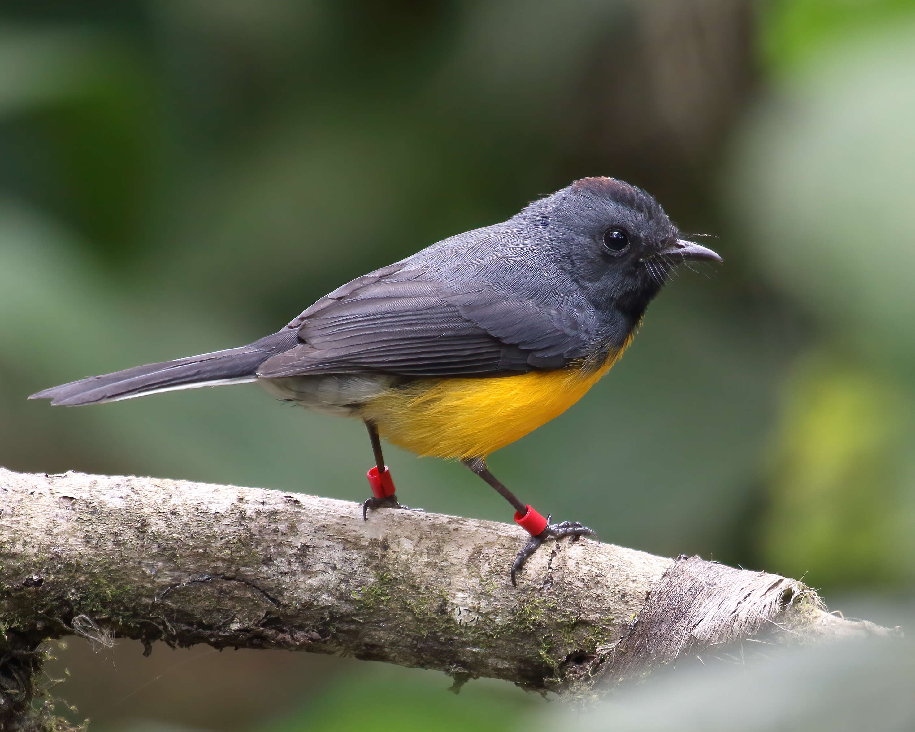 Image of Slate-throated Whitestart