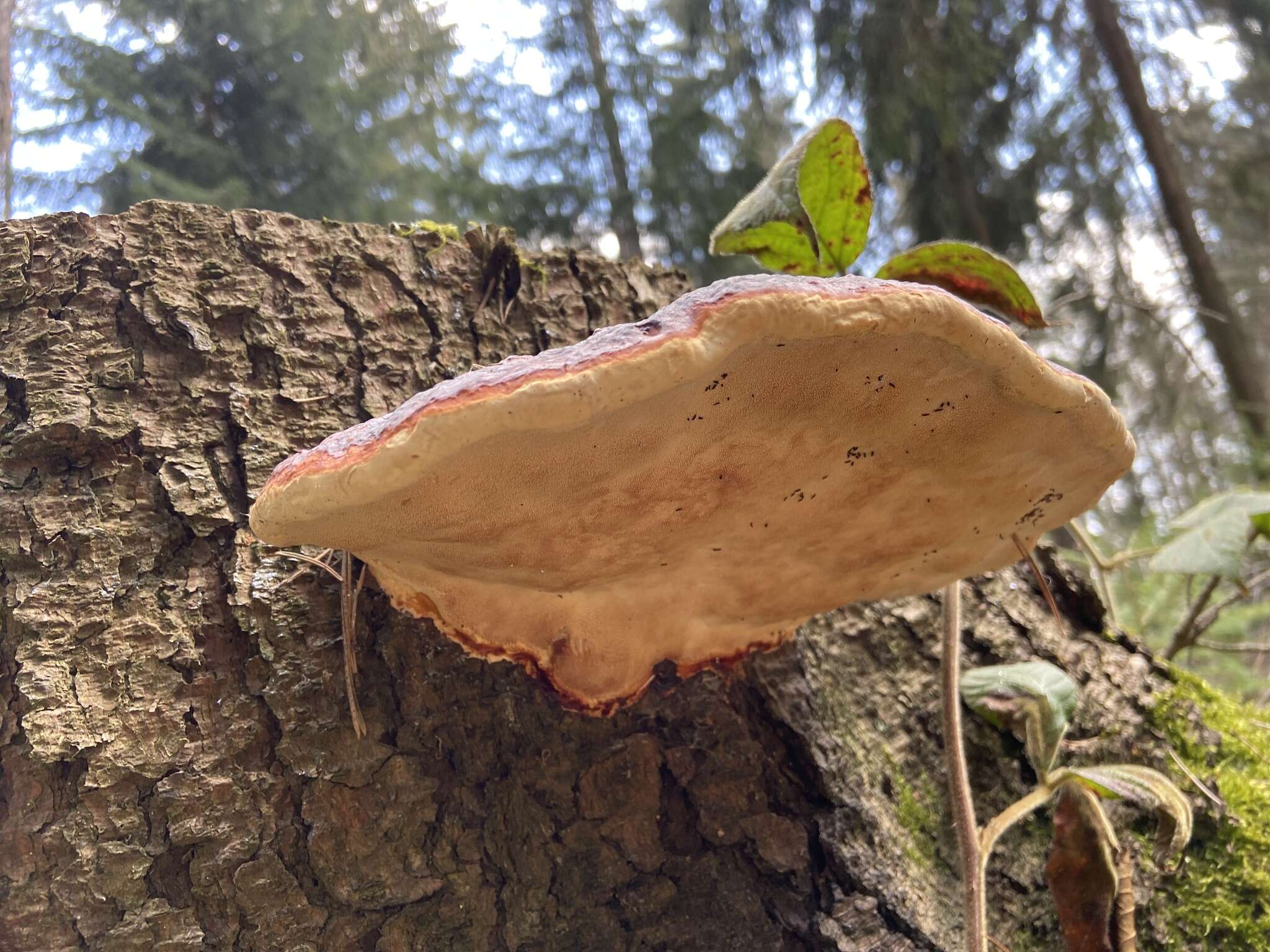 Image of Red-banded bracket