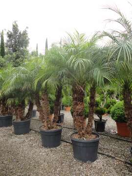 Image of pygmy date palm