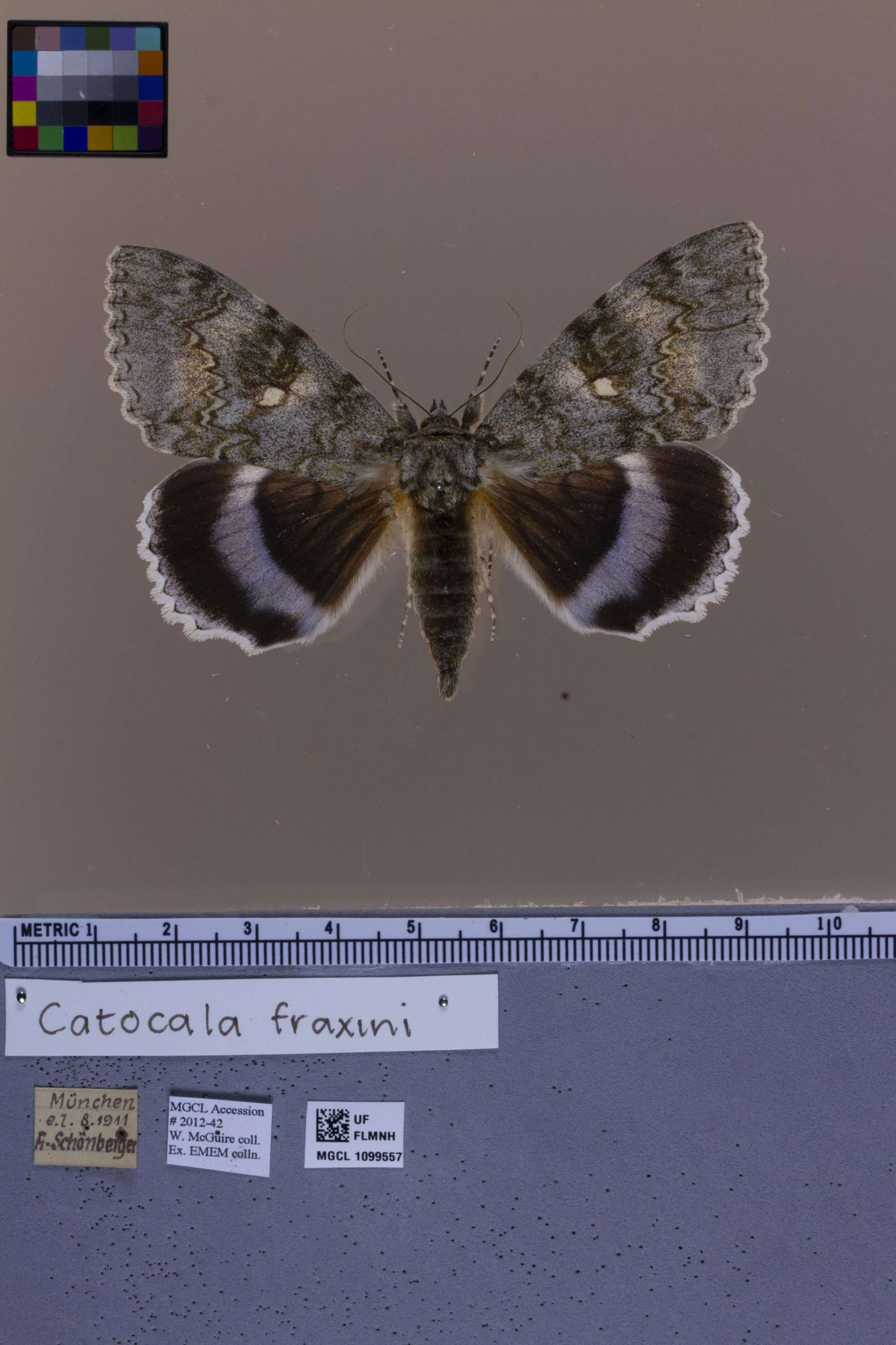 Image of clifden nonpareil