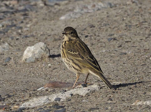 Imagem de Anthus pratensis (Linnaeus 1758)