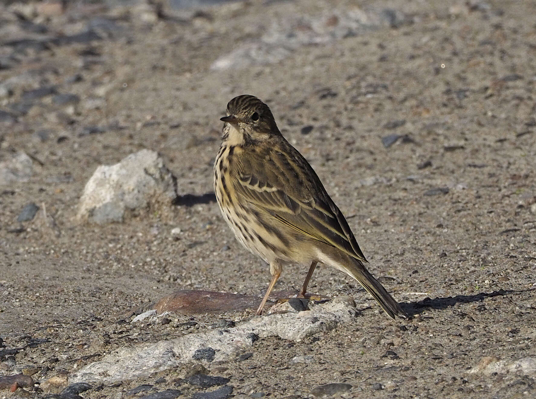 Image of Meadow Pipit