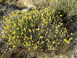 Imagem de Helichrysum stoechas (L.) Moench