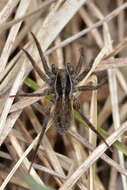 Image of Thinlegged Wolf Spiders