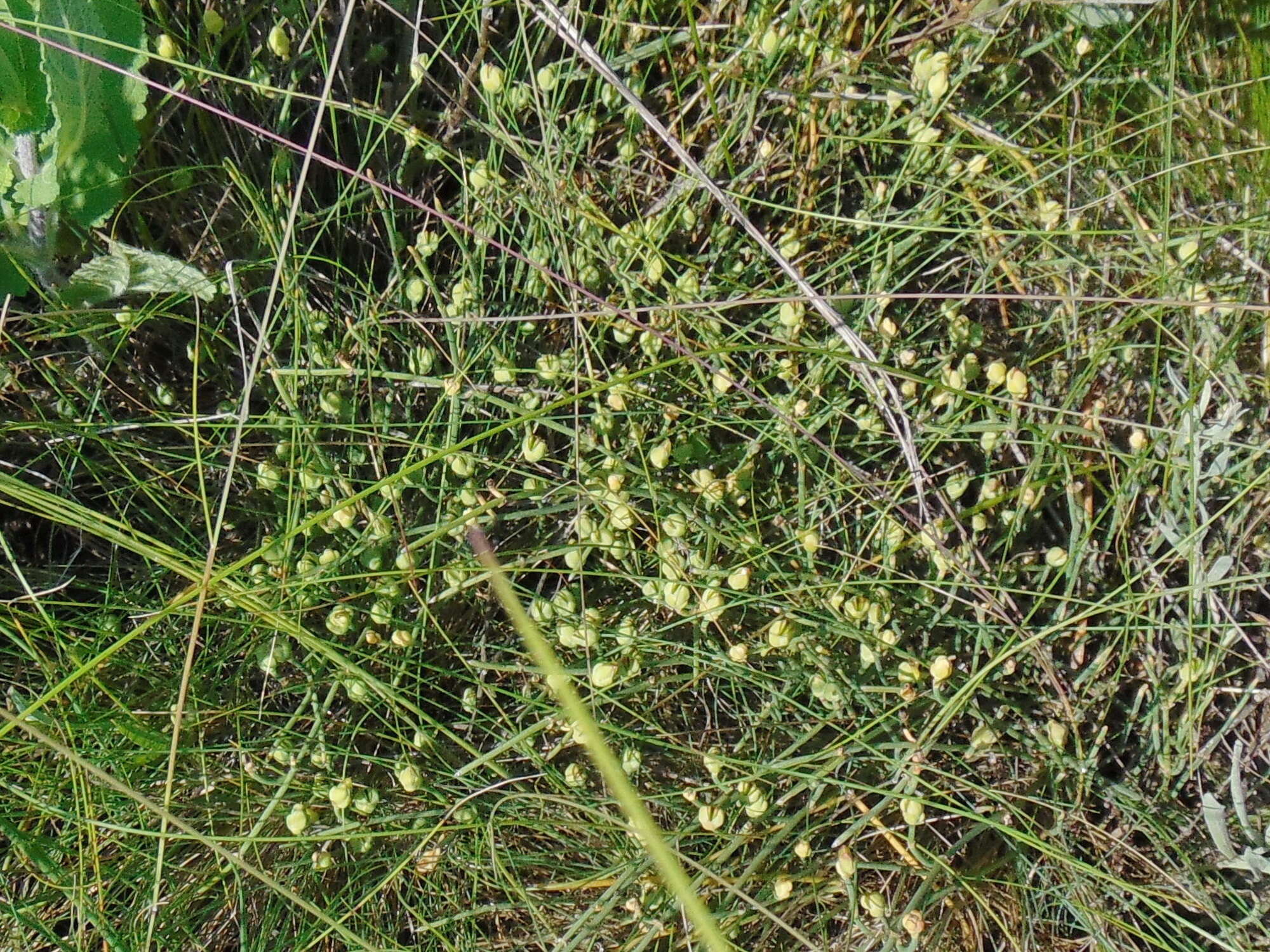 Image of Sea Grape