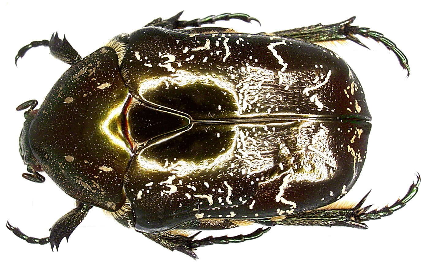 Image of Protaetia lugubris