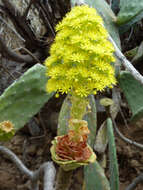 Image of tree aenium