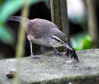 Image of Canebrake Wren