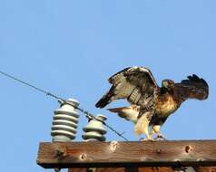 Image of Red-tailed Hawk