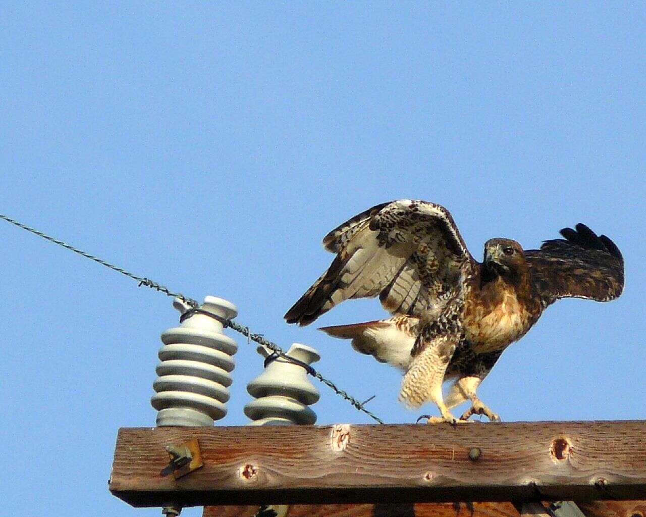 Image of Red-tailed Hawk